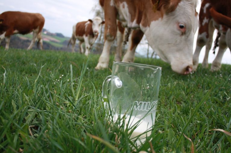 Milchglas_Gras_Kühe_LK OÖ.jpg © Landwirtschaftskammer Oberösterreich