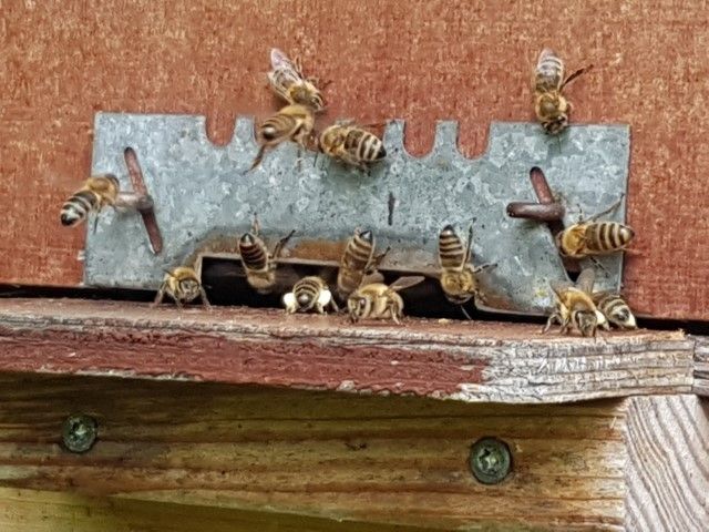 Pressegespräch Bienen © LK Vbg. und A. Serra