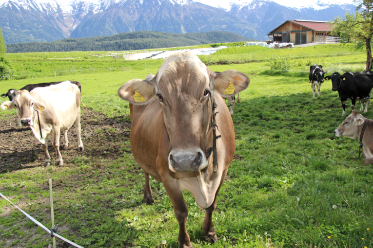 Braunvieh,-Holstein-2-(Michaela-Koelle).png © Michaela Kölle