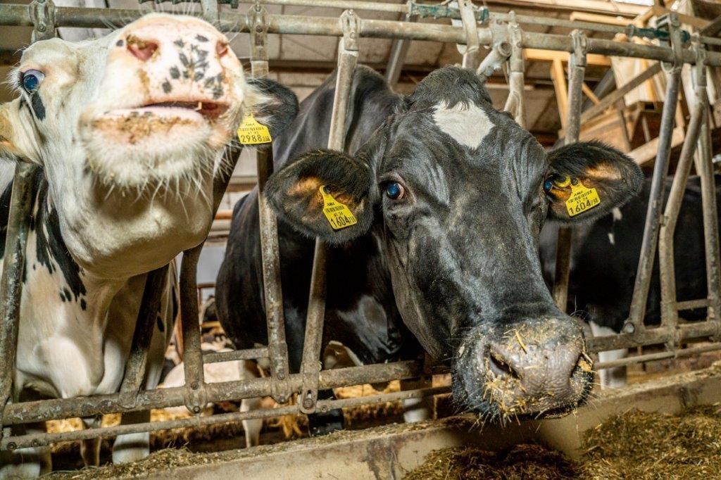 © Georg Pomassl/LK Niederösterreich © Georg Pomassl/LK Niederösterreich