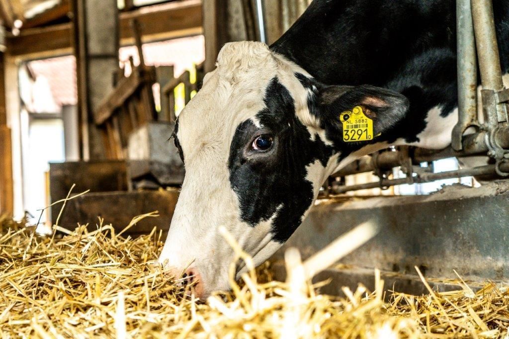 © Georg Pomassl/LK Niederösterreich © Georg Pomassl/LK Niederösterreich