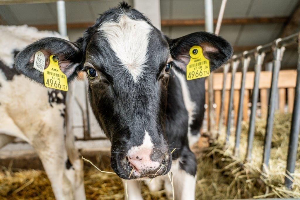 © Georg Pomassl/LK Niederösterreich © Georg Pomassl/LK Niederösterreich