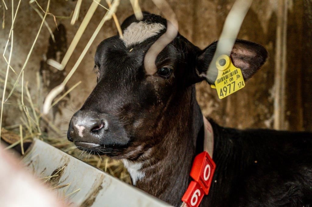 © Georg Pomassl/LK Niederösterreich © Georg Pomassl/LK Niederösterreich