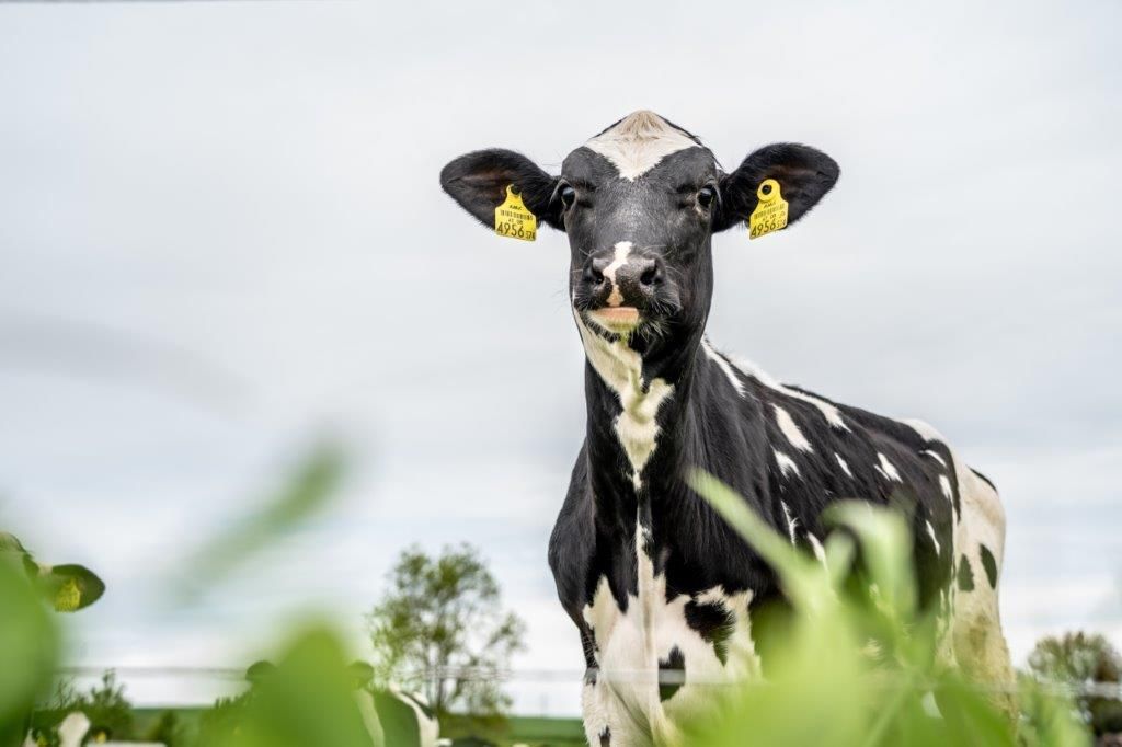 © Georg Pomassl/LK Niederösterreich © Georg Pomassl/LK Niederösterreich