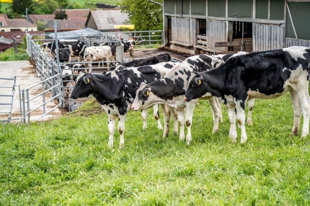© Georg Pomassl/LK Niederösterreich © Georg Pomassl/LK Niederösterreich