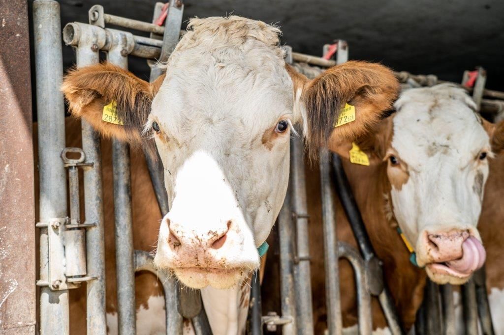 © Georg Pomassl/LK Niederösterreich © Georg Pomassl/LK Niederösterreich