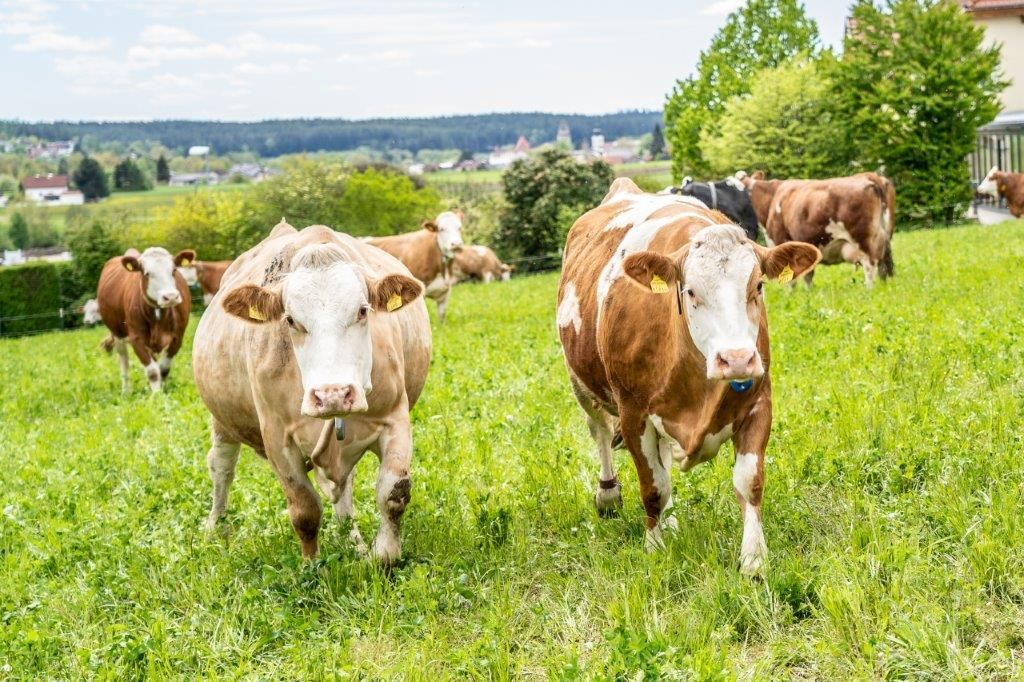 © Georg Pomassl/LK Niederösterreich © Georg Pomassl/LK Niederösterreich