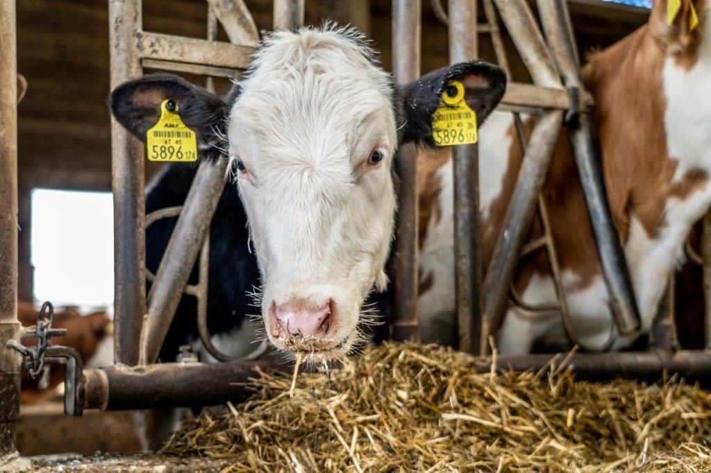 © Georg Pomassl/LK Niederösterreich © Georg Pomassl/LK Niederösterreich