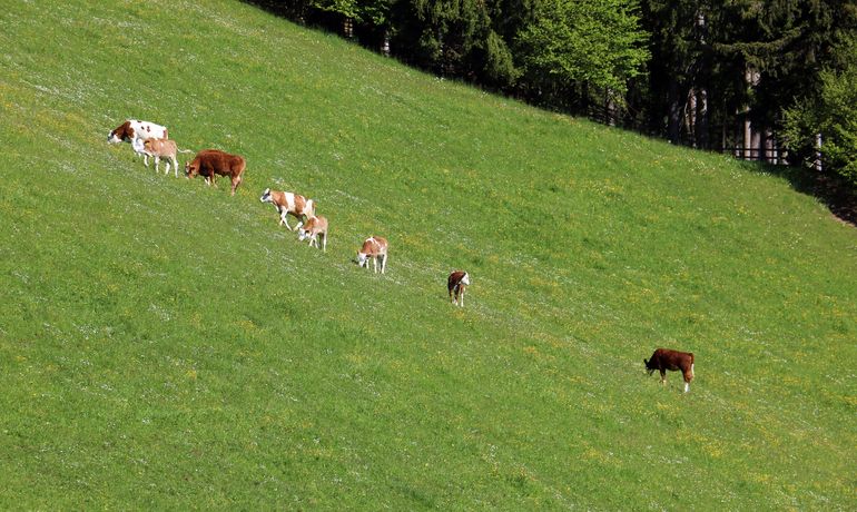 © LK Kärnten/Pesentheiner © LK Kärnten/Pesentheiner