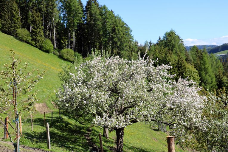 © LK Kärnten/Pesentheiner © LK Kärnten/Pesentheiner