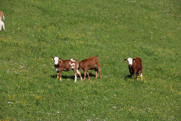 © LK Kärnten/Pesentheiner © LK Kärnten/Pesentheiner