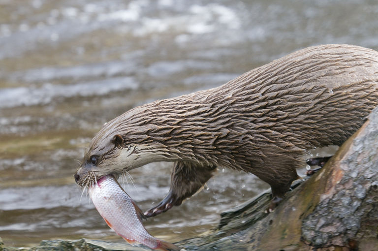 Fischotter hat einen Fisch gefangen