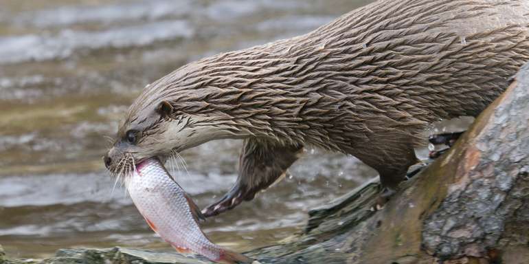 Fischotter hat einen Fisch gefangen