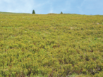 Früher Auftrieb: Grün bis zu den Herbstmonaten.png Früher Auftrieb: Grün bis zu den Herbstmonaten.png