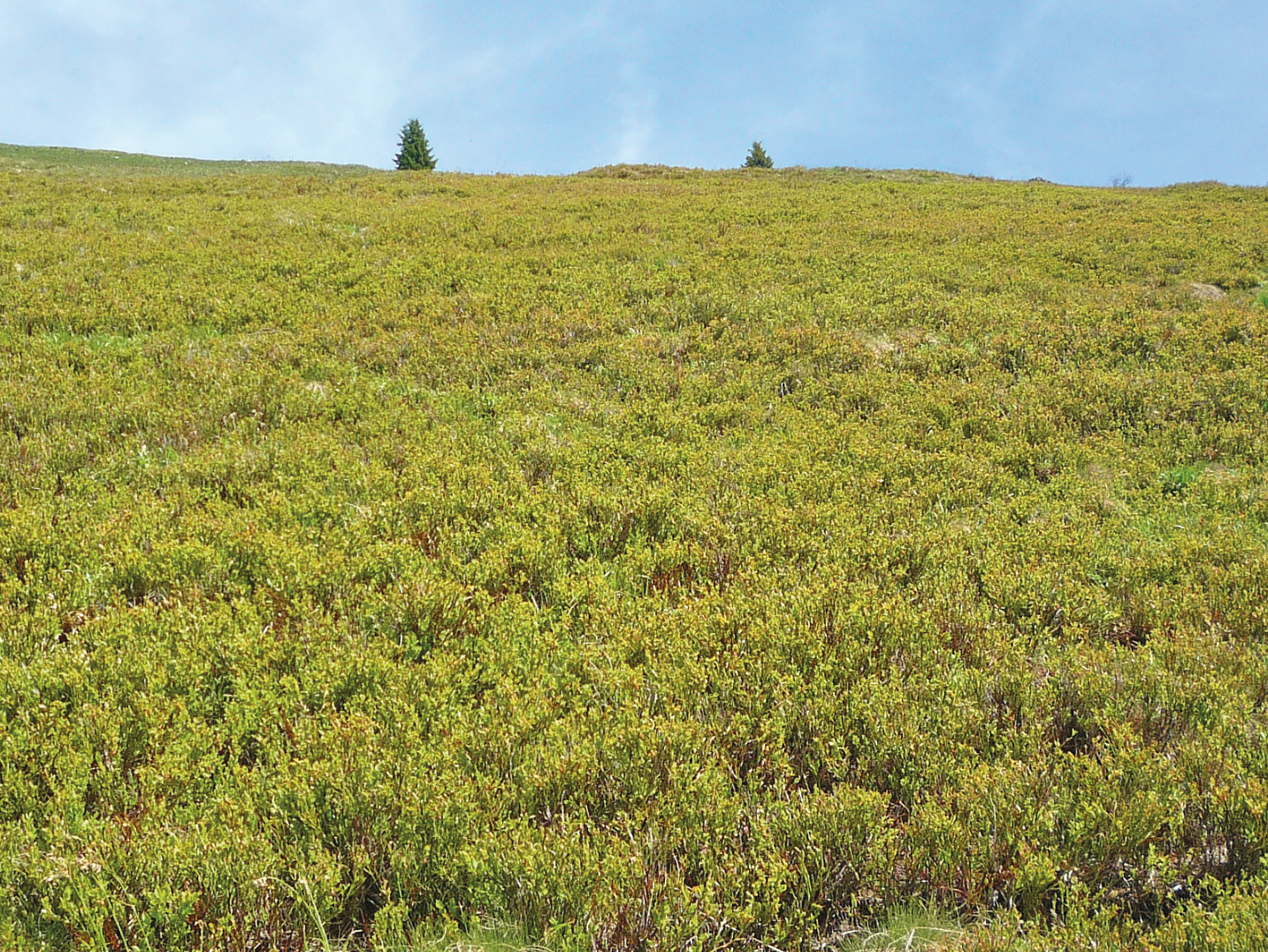 Früher Auftrieb: Grün bis zu den Herbstmonaten.png © Steinberger Früher Auftrieb: Grün bis zu den Herbstmonaten.png © Steinberger