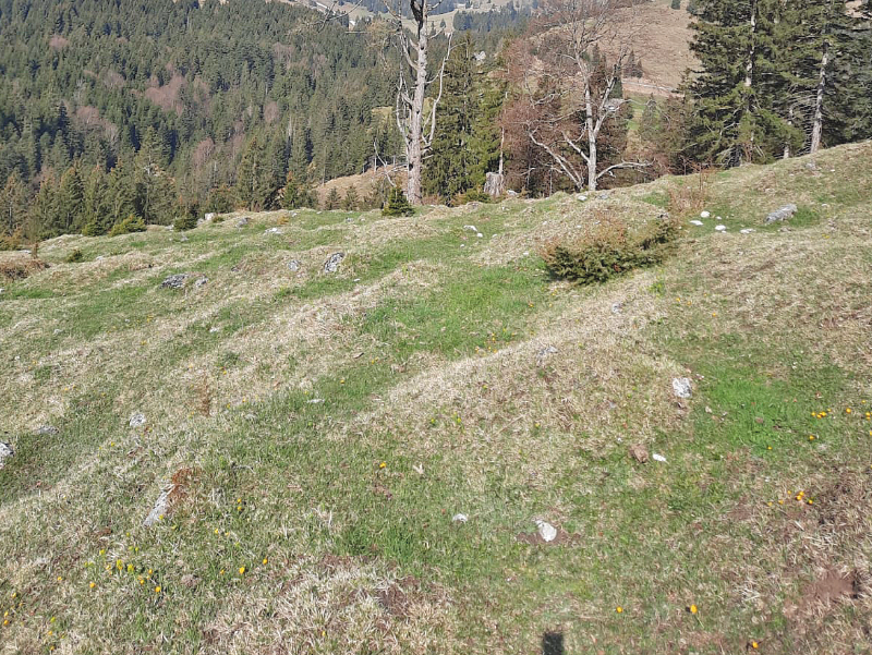 Früher Auftrieb: Grün bis zu den Herbstmonaten.png © Steinberger Früher Auftrieb: Grün bis zu den Herbstmonaten.png © Steinberger