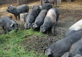 Bioschweine grünfutter sonja wlcek.jpg Bioschweine grünfutter sonja wlcek.jpg