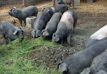 Bioschweine grünfutter_sonja wlcek.jpg © Sonja Wlcek, BioSchwein Austria Bioschweine grünfutter_sonja wlcek.jpg © Sonja Wlcek, BioSchwein Austria