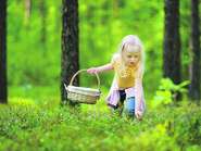 Beeren pflücken im Wald