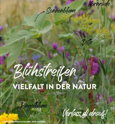 Blühstreifen - Bäuerinnen und Bauern sorgen mit ihrer Arbeit für mehr Artenreichtum. © Marlene Weitzenböck/LK Niederösterreich Blühstreifen - Bäuerinnen und Bauern sorgen mit ihrer Arbeit für mehr Artenreichtum. © Marlene Weitzenböck/LK Niederösterreich