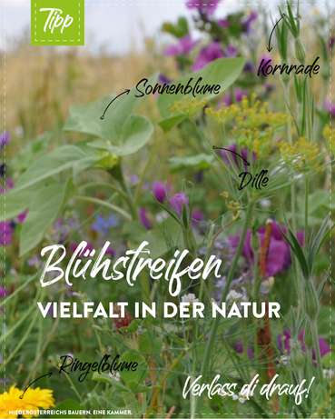 Blühstreifen - Bäuerinnen und Bauern sorgen mit ihrer Arbeit für mehr Artenreichtum. © Marlene Weitzenböck/LK Niederösterreich Blühstreifen - Bäuerinnen und Bauern sorgen mit ihrer Arbeit für mehr Artenreichtum. © Marlene Weitzenböck/LK Niederösterreich