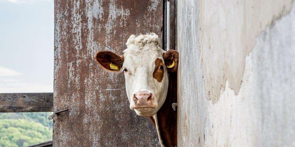 Die österreichische Milchproduktion setzt seit Jahren auf gentechnikfreie Fütterung. Dadurch unterscheidet sich die heimische Produktion deutlich von vielen internationalen Märkten. © Georg Pomassl/LK Niederösterreich