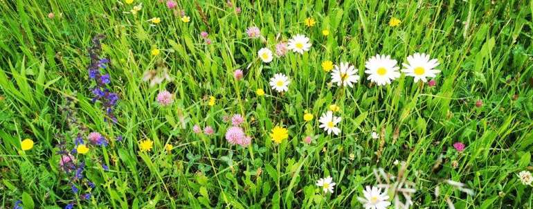 Biodiversitätsflächen als Deckung und Nahrung für Tiere. Biodiversitätsflächen als Deckung und Nahrung für Tiere.