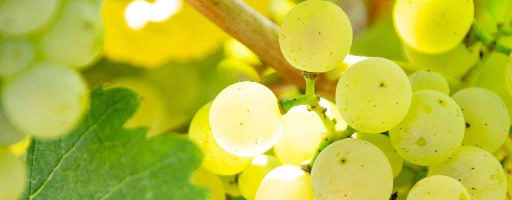 Weintrauben © Sonja Hießberger/LK Niederösterreich
