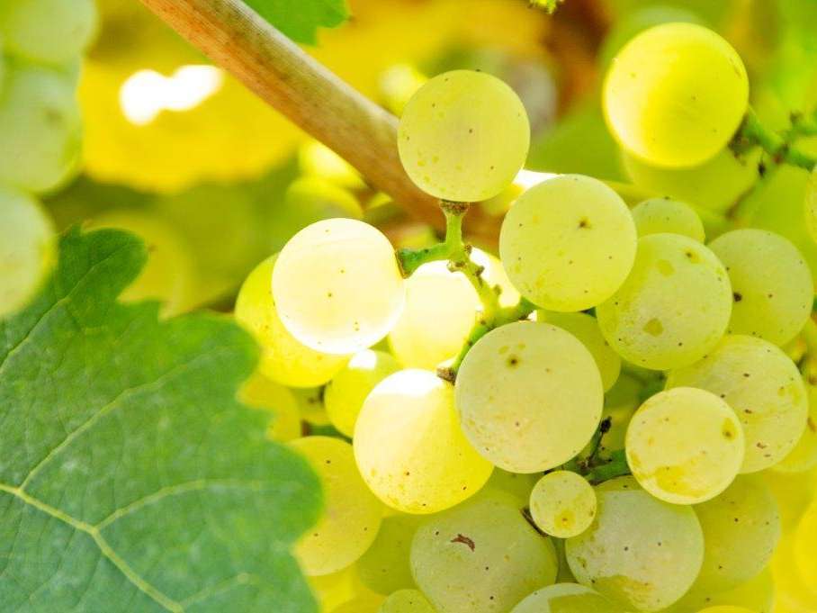 Weintrauben © Sonja Hießberger/LK Niederösterreich