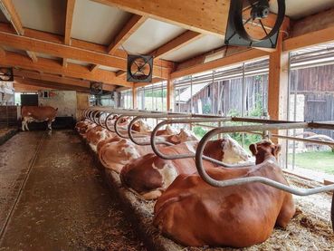 Milchviehstall mit offenen Seitenwänden © Marco Horn/LK Niederösterreich Milchviehstall mit offenen Seitenwänden © Marco Horn/LK Niederösterreich