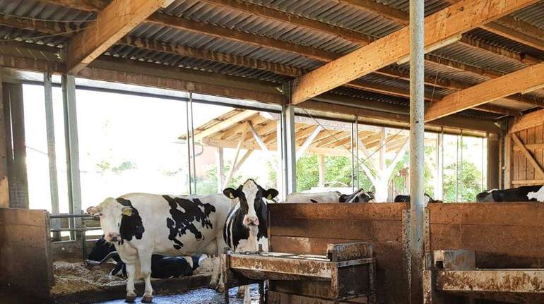 Nicht isolierte Dächer bringen im Sommer sehr viel Strahlungswärme in den Stall und heizen ihn unnötig stark auf. © Marco Horn/LK Niederösterreich Nicht isolierte Dächer bringen im Sommer sehr viel Strahlungswärme in den Stall und heizen ihn unnötig stark auf. © Marco Horn/LK Niederösterreich