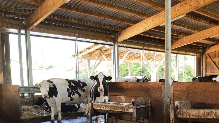 Nicht isolierte Dächer bringen im Sommer sehr viel Strahlungswärme in den Stall und heizen ihn unnötig stark auf.