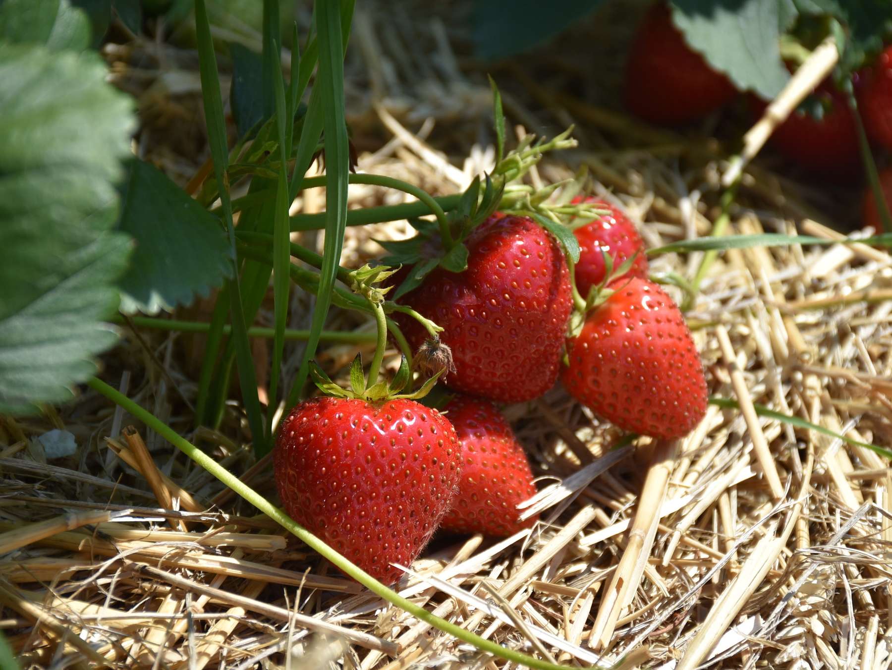Die Freilanderdbeeren aus Wiesen.jpg
