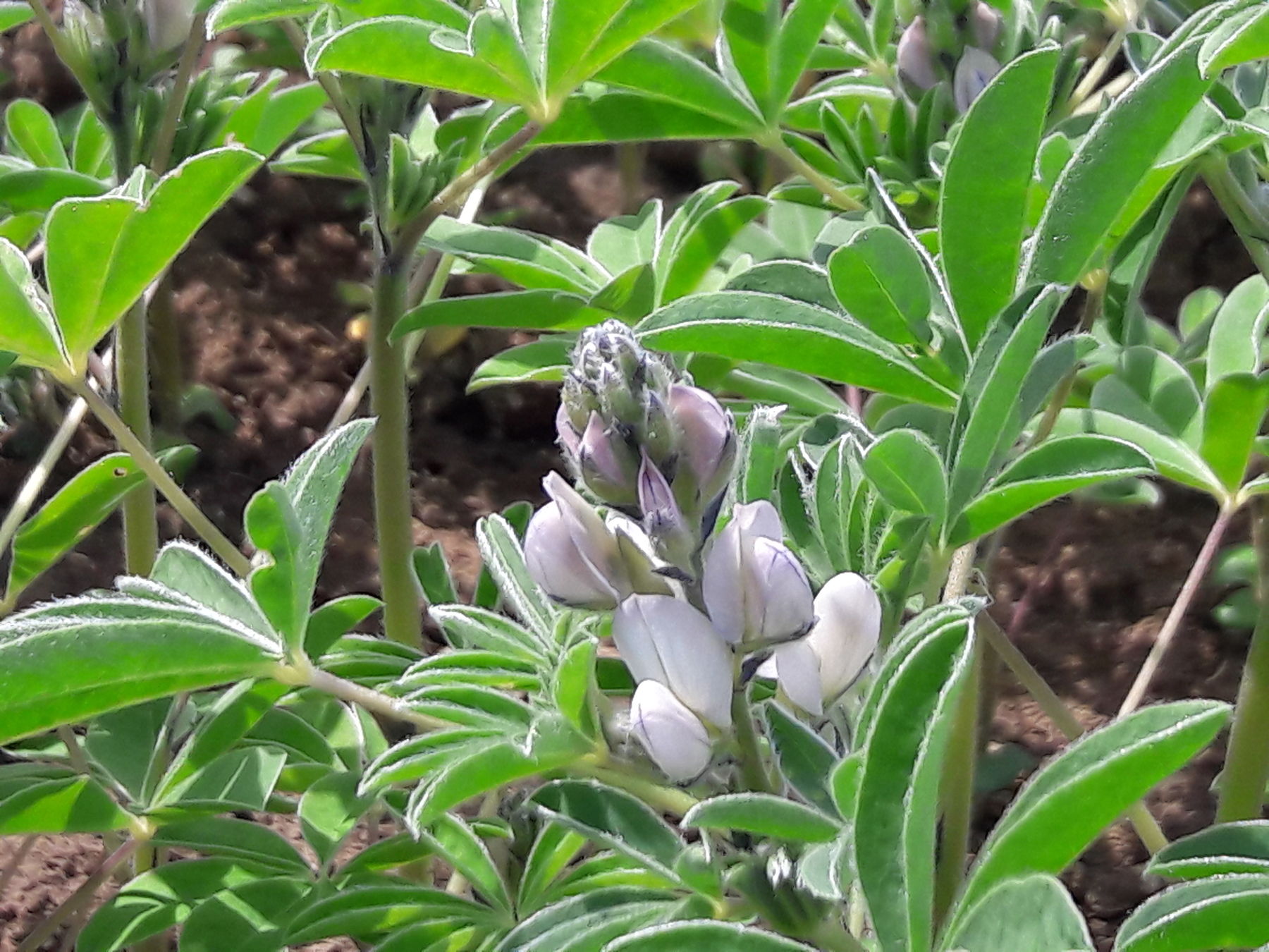 Lupine - eine Kultur mit Zukunft? © BWSB Lupine - eine Kultur mit Zukunft? © BWSB