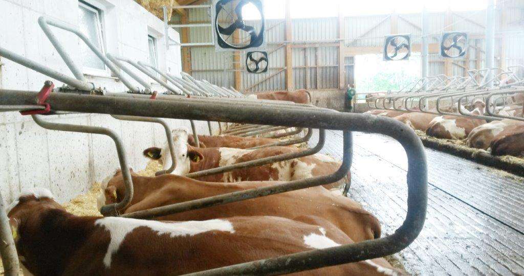 Mittels Lüftungstechnik und Beschattung kann man Hitzestress, der für Kühe oft schon bei 22 bis 23 °C beginnt, gegensteuern.