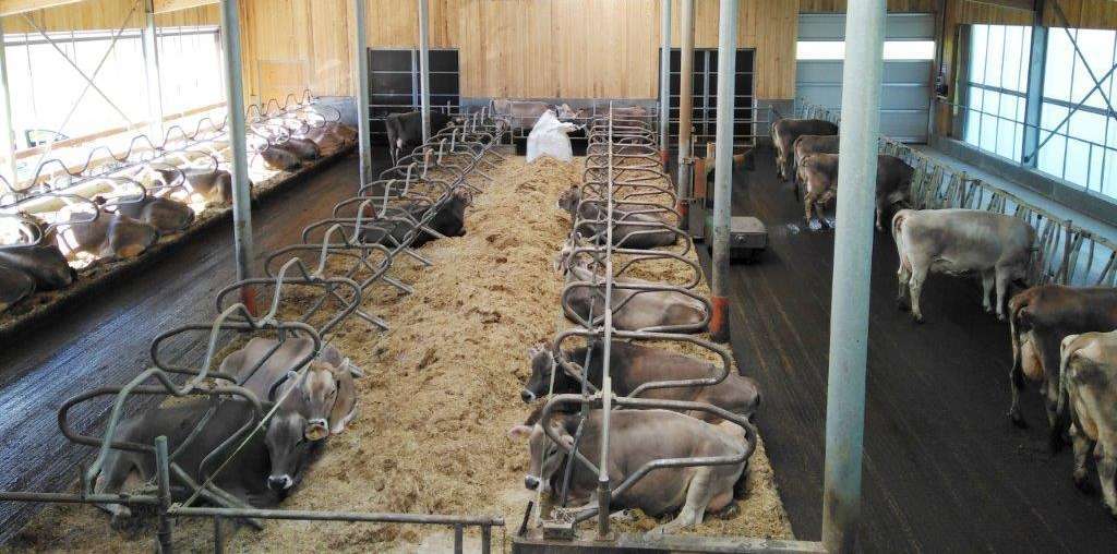 Zeit und Material muss man täglich auch in die Stallhygiene für saubere Laufgänge, Liegeboxen und Futtertische investieren.