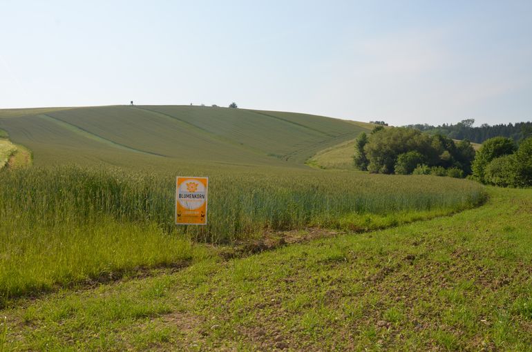 Pressefahrt Blumenkorn 2021_LK OÖ Frei (12).jpg © Landwirtschaftskammer Oberösterreich