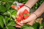 handvoll Erdbeeren