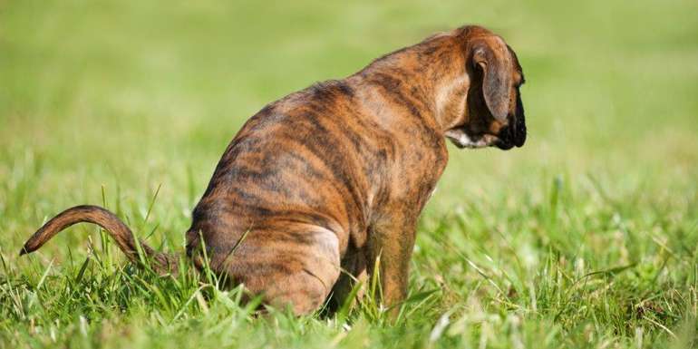 Grünflächen, die Hunde häufig frequentieren, sollte man nur zur Heu- oder Silagegewinnung nutzen. Diese Behandlung tötet Erreger ab.