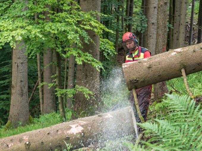 Wald_als_Arbeitsplatz2_kl.jpg © Landwirtschaftskammer Oberösterreich