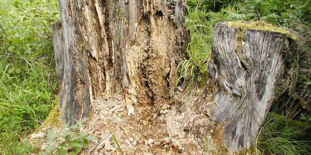 Die Totholzmenge hat sich seit den 90er Jahren auf 30 Kubikmeter je Hektar verdoppelt.