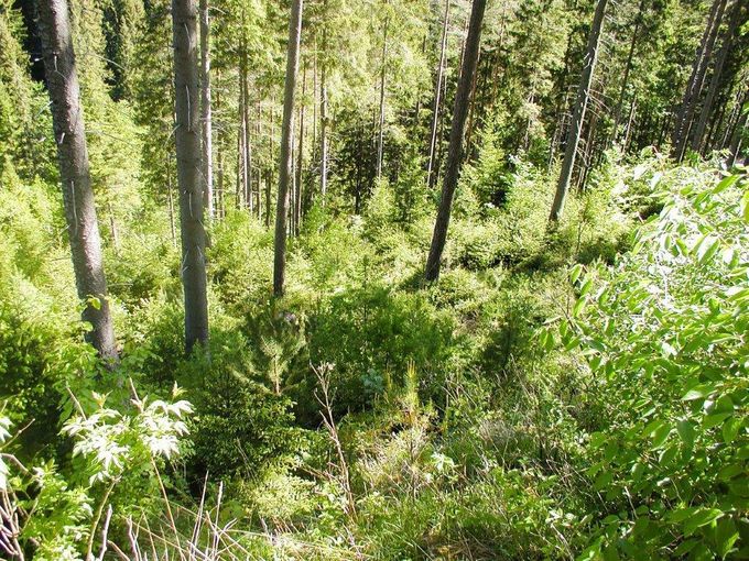 Waldbewirtschaftung und Biodiversität sind kein Widerspruch. © Forstabteilung/LK NÖ