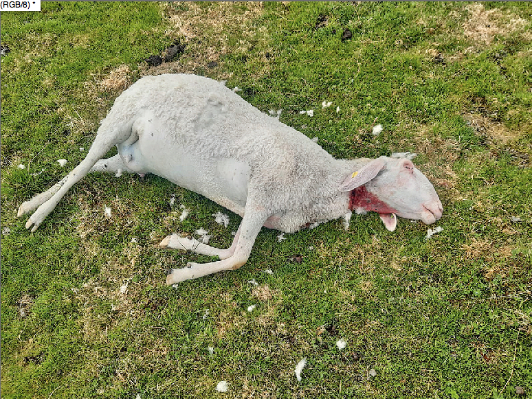 Gerissenes Schaf.png © privat Gerissenes Schaf.png © privat