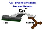 Schematische Darstellung Ton-Humus-Komplex Quelle Bodengesundheitsdienst BGD.jpg