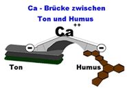Schematische Darstellung Ton-Humus-Komplex_Quelle Bodengesundheitsdienst BGD.jpg © Bodengesundheitsdienst (BGD) Schematische Darstellung Ton-Humus-Komplex_Quelle Bodengesundheitsdienst BGD.jpg © Bodengesundheitsdienst (BGD)