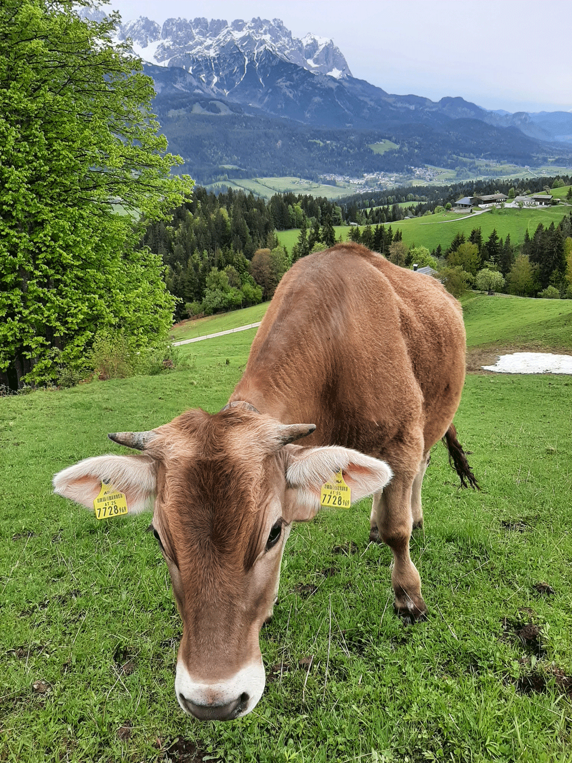 20210524_Galtling_Copyright_Gfo╠êller.png © Hans Gföller 20210524_Galtling_Copyright_Gfo╠êller.png © Hans Gföller