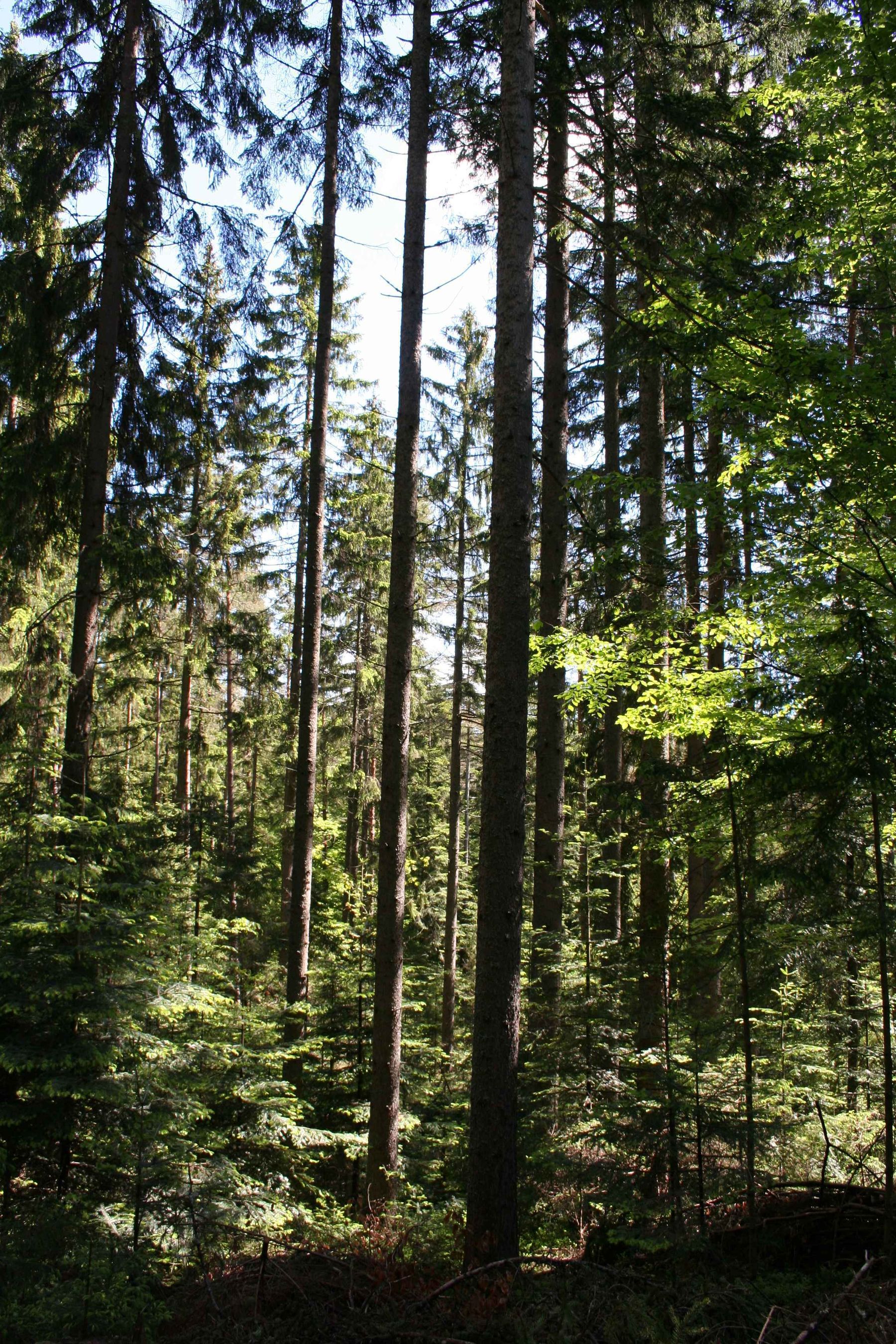 IMG_4228.jpg © Schmiedler IMG_4228.jpg © Schmiedler