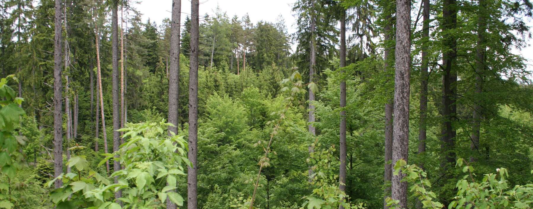 IMG_4235.jpg © Schmiedler IMG_4235.jpg © Schmiedler