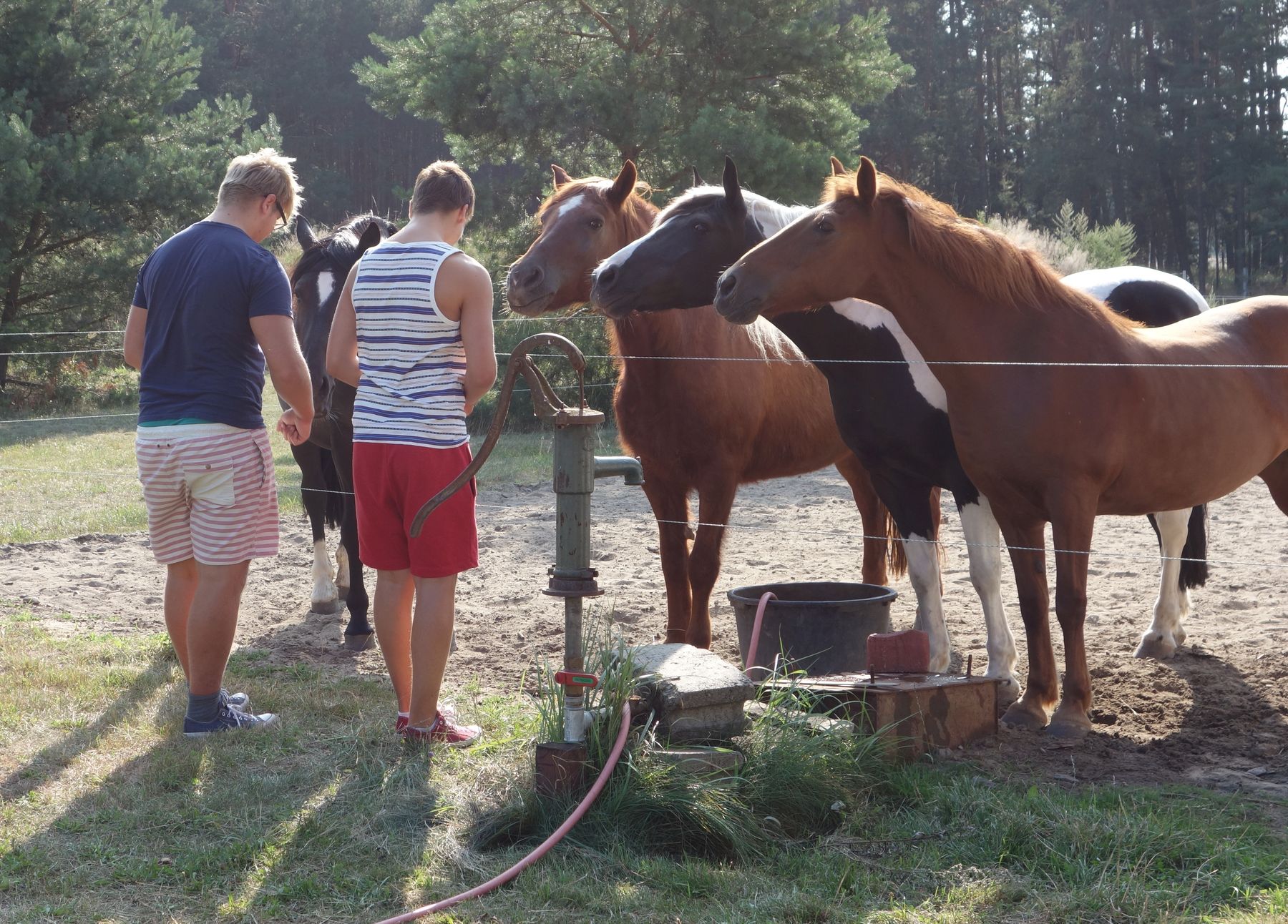 Pferdekoppel © Rechtsabteilung/LK Oberösterreich