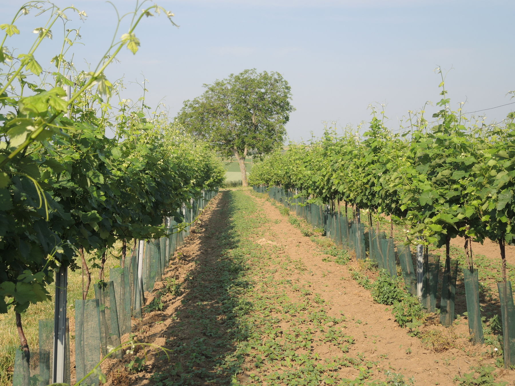 © Andrea Uhl LK NÖ © Andrea Uhl LK NÖ